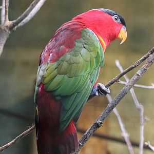 Purple-naped lory (Lorius domicella)