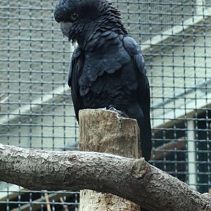 Red-tailed black cockatoo (Calyptorhynchus banksii)