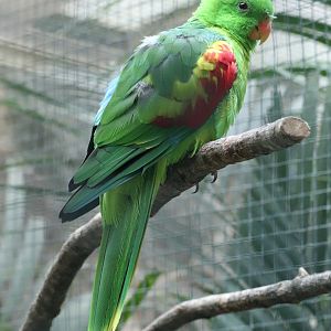 Jonquil parrot (Aprosmictus jonquillaceus)