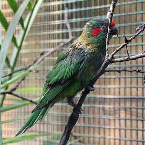 Musk lorikeet (Glossopsitta concinna)