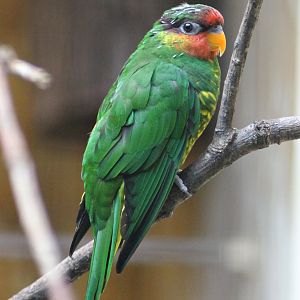 Mindanao lorikeet (Trichoglossus johnstoniae)