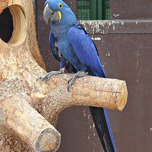 Hyacinth macaw (Anodorhynchus hyacinthinus)