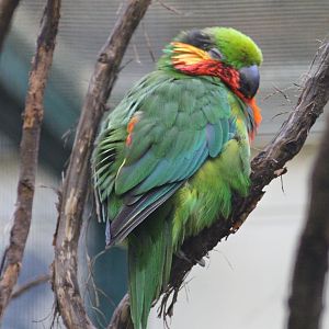 Edwards's fig parrot (Psittaculirostris edwardsii)