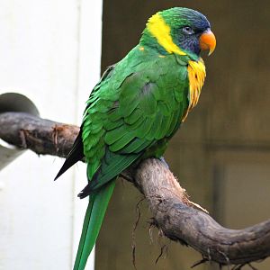 Marigold lorikeet (Trichoglossus capistratus capistratus)