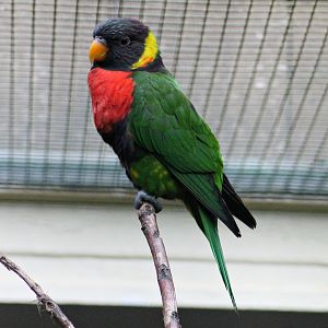 Sumbawa lorikeet (Trichoglossus forsteni forsteni)