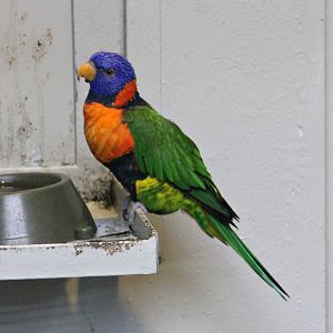 Red-collared lorikeet (Trichoglossus rubritorquis)