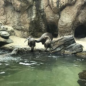 Giant Otters (Pteronura brasiliensis)