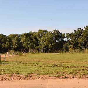 Cape Giraffe savannah