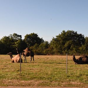Dromedary Camels in a side enclosure