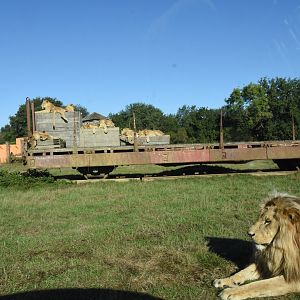 Angolian Lion drivethrough