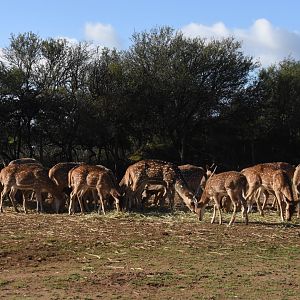 Part of Axis Deer enclosure