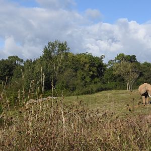African Elephant enclosure (left side)