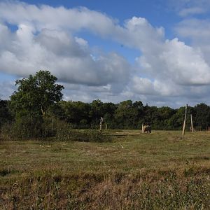 African Elephant enclosure (right side)