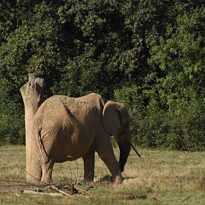 African Elephant