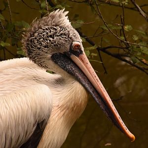 Spot-billed Pelican