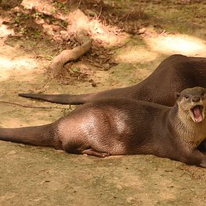Smooth-coated Otters