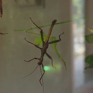 Australian stick insect species Planckendael 2020-09-16