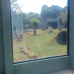 Upgraded lion exhibit