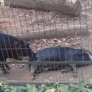 White-lipped peccaries