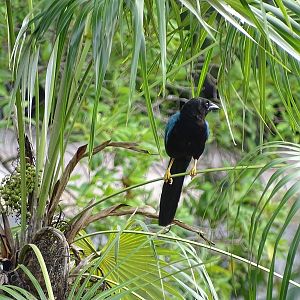 Yucatan jay (Cyanocorax yucatanicus)
