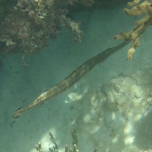 West Atlantic trumpetfish (Aulostomus maculatus)