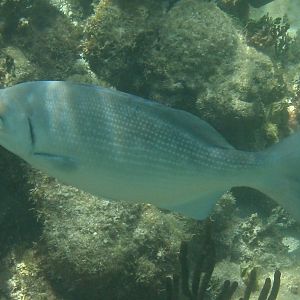 Bermuda chub (Kyphosus sectatrix)