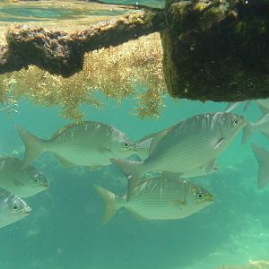 Bermuda chub (Kyphosus sectatrix)