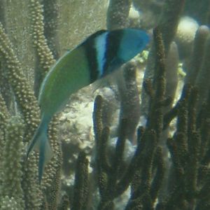 Blue-headed wrasse (Thalassoma bifasciatum)
