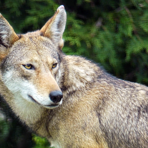 Sep. 2020 - Grizzly Ridge - Red Wolf