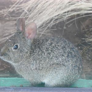 volcano rabbit or teporingo