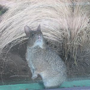 volcano rabbit or teporingo