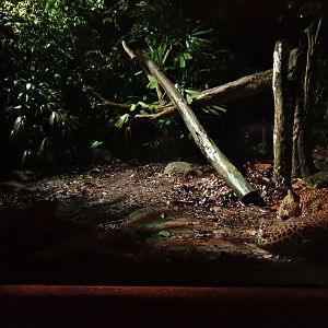 Leopard Trail - Sri Lankan Leopard (Panthera pardus kotiya)