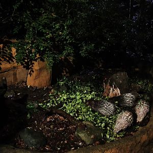 Leopard Trail - Malayan Porcupine (Hystrix brachyura)