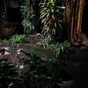 Leopard Trail - Hog Badger