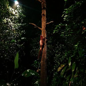 Leopard Trail - Red and White Giant Flying Squirrel (Petaurista alborufus)