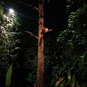 Leopard Trail - Red and White Giant Flying Squirrel (Petaurista alborufus)