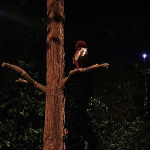 Leopard Trail - Red and White Giant Flying Squirrel (Petaurista alborufus)