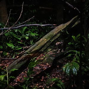 Leopard Trail - Clouded Leopard