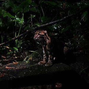 Leopard Trail - Clouded Leopard