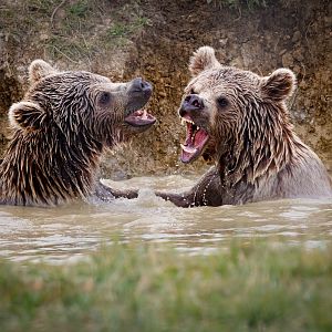 Male Syrian Brown Bears / Hamerton / 16-9-20