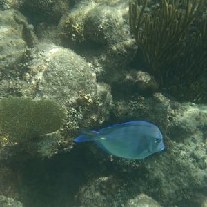 Caribbean blue tang (Acanthurus coeruleus)