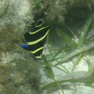Juvenile French angelfish (Pomacanthus paru)