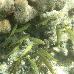 French grunts (Haemulon flavolineatum)