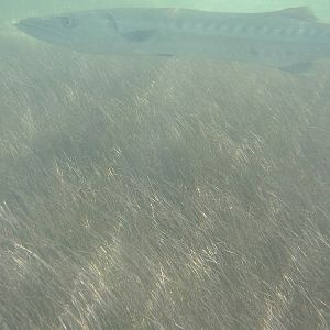 Great barracuda (Sphyraena barracuda)