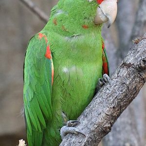 Parrot ID