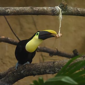 Choco toucan (Ramphastos brevis)