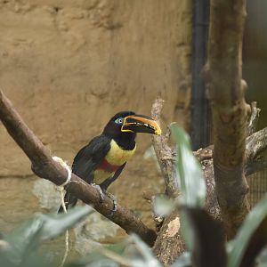 chestnut-eared araçari (Pteroglossus castanotis)
