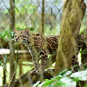 Ocelot (Leopardus pardalis)