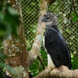 Harpy eagle (Harpia harpyja)