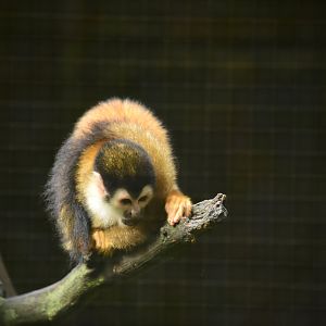 Central American squirrel monkey (?) (Saimiri oerstedii)